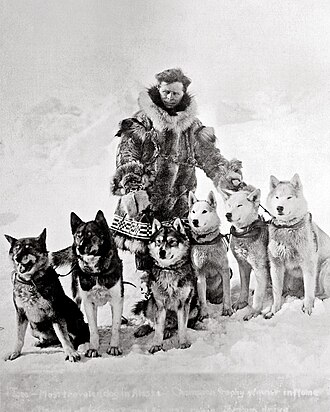 Seppala Siberian Sled Dog