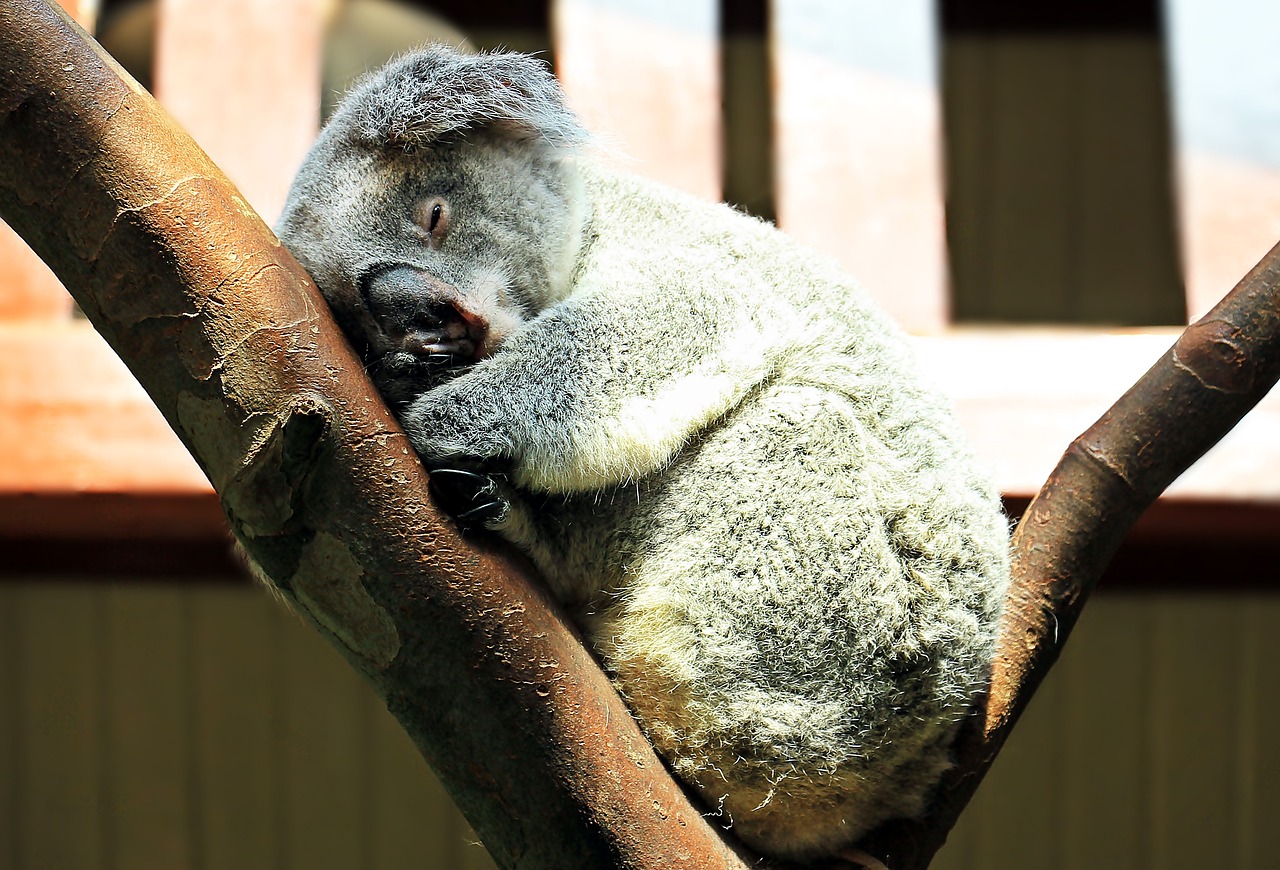 Resting koala