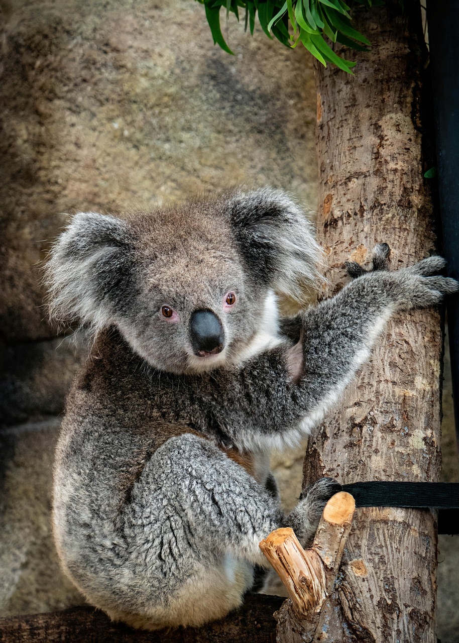 Koala relaxing on a branch
