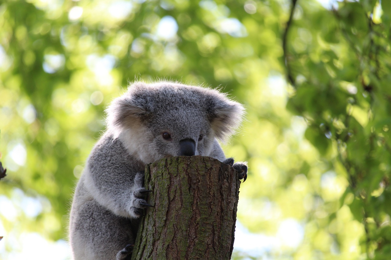 Koala sitting in the forest