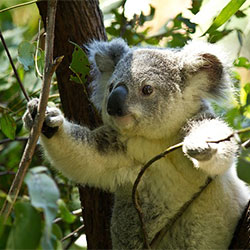 Koala climbing a tree