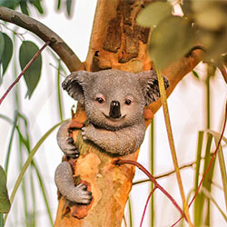 Young koala sitting on a branch