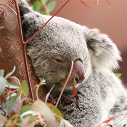 Koala curled up and resting