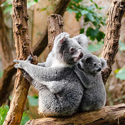 Koala mother with her baby