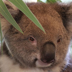 Close-up of a koala face