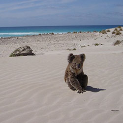 Koala sitting in the sand
