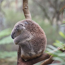 Koala perched on a tree branch