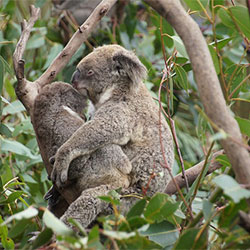 Two koalas relaxing in the forest
